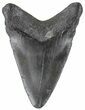 Juvenile Megalodon Tooth - Georgia #61614-1